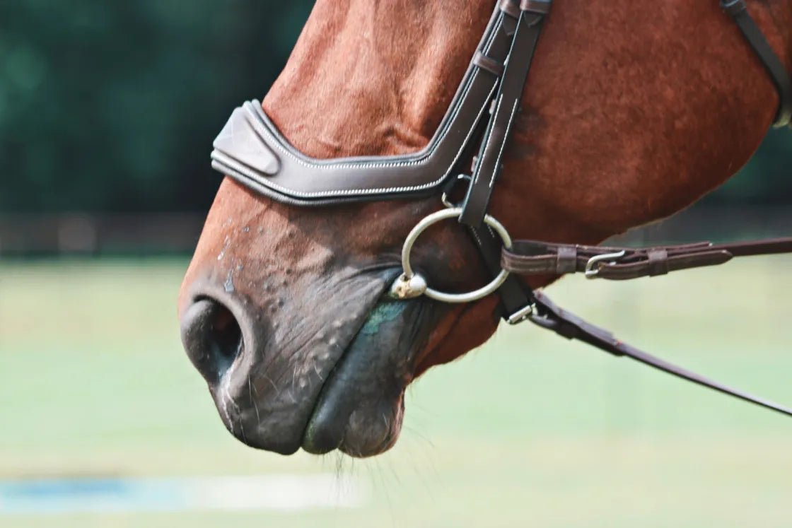 Equiluxe Innovation - Annatomical Jump Bridle - Equiluxe Tack