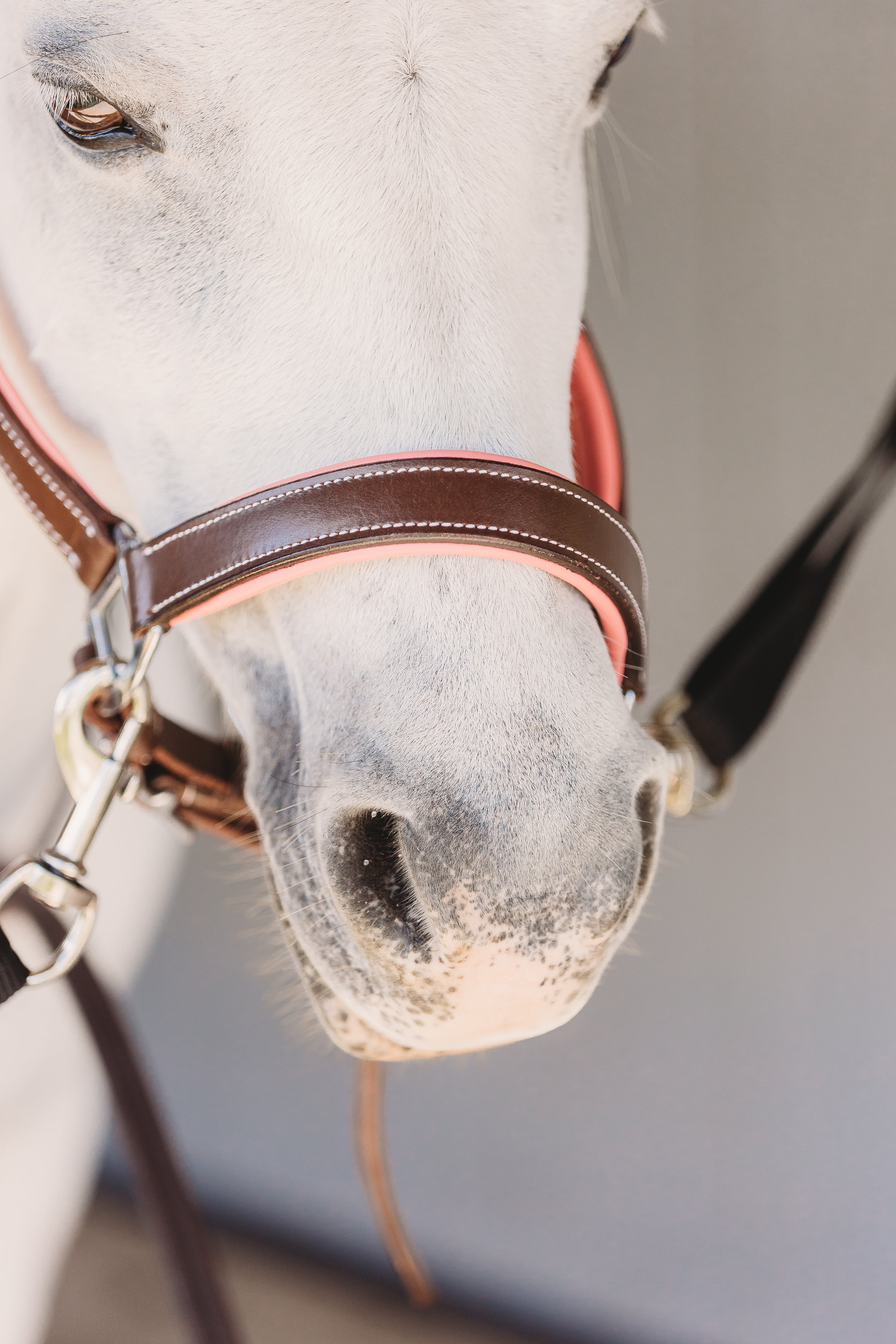 Equiluxe Pink Padding Leather Halter - Equiluxe Tack