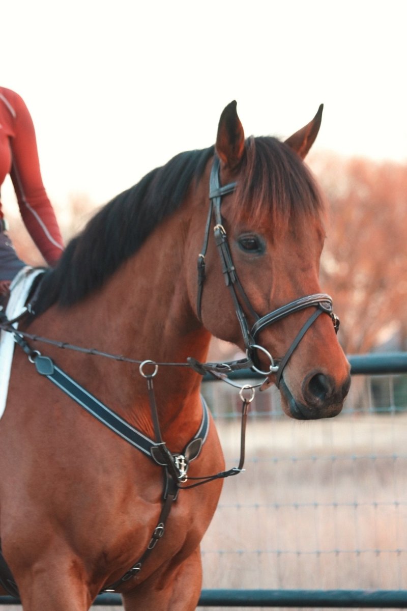 Equiluxe Simplicity - Removable Flash Bridle - Equiluxe Tack