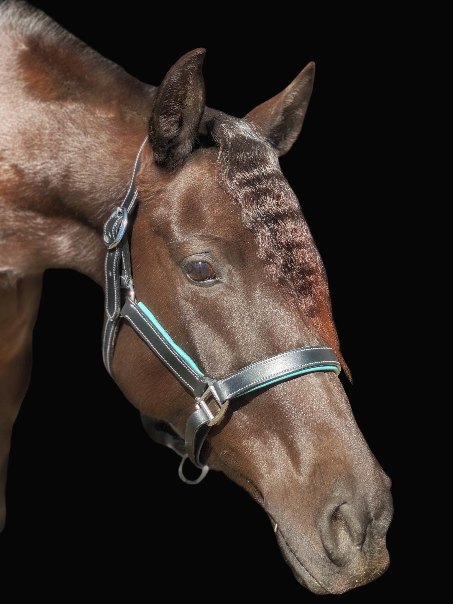 Equiluxe Teal Blue Padding Leather Halter - Equiluxe Tack