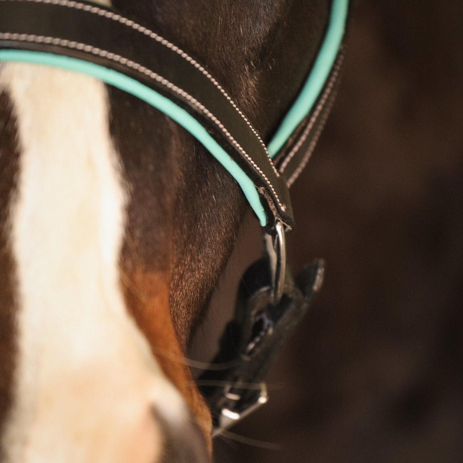 Equiluxe Teal Blue Padding Leather Halter - Equiluxe Tack
