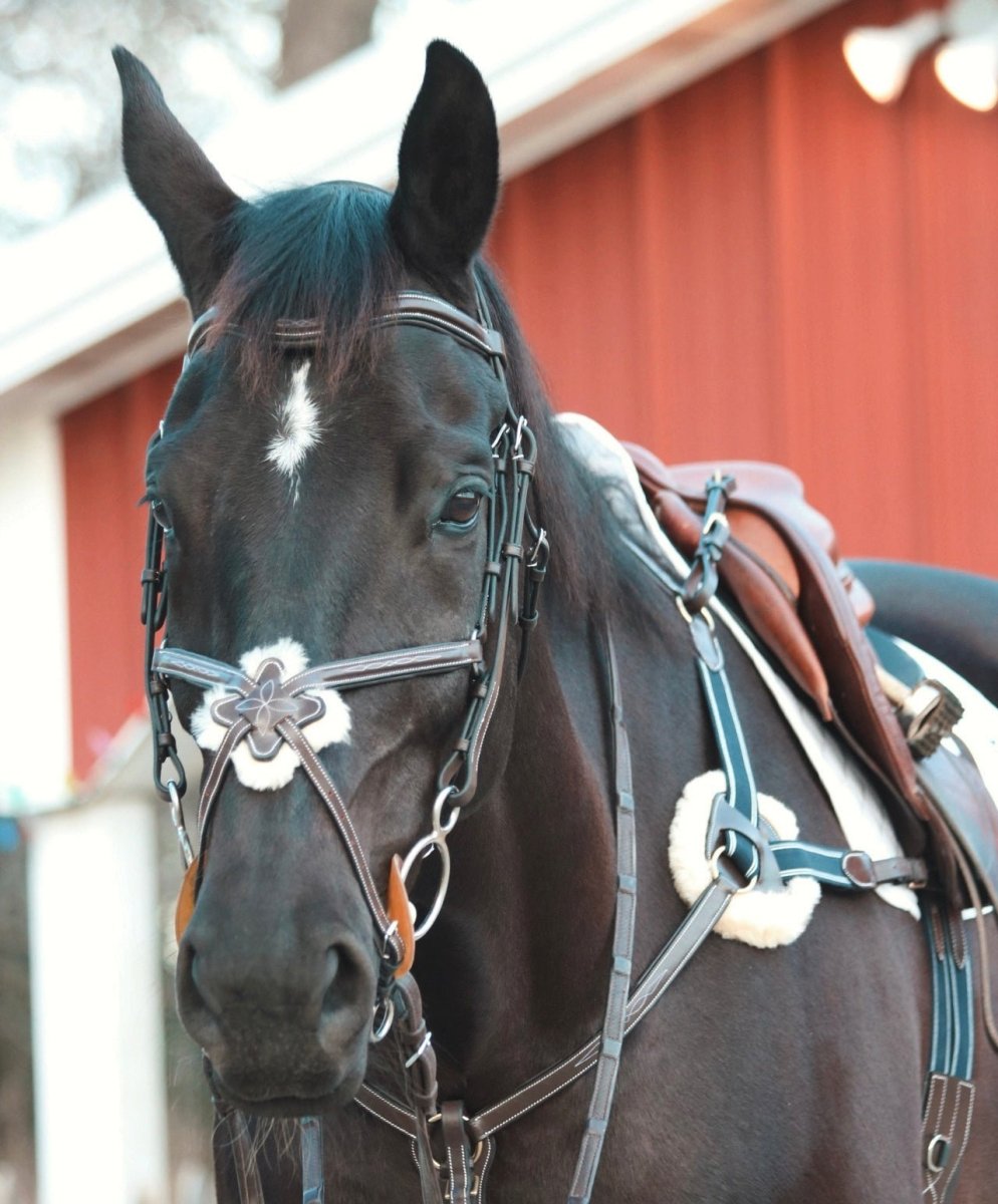Equiluxe The Eventer - Figure 8 Bridle - Equiluxe Tack