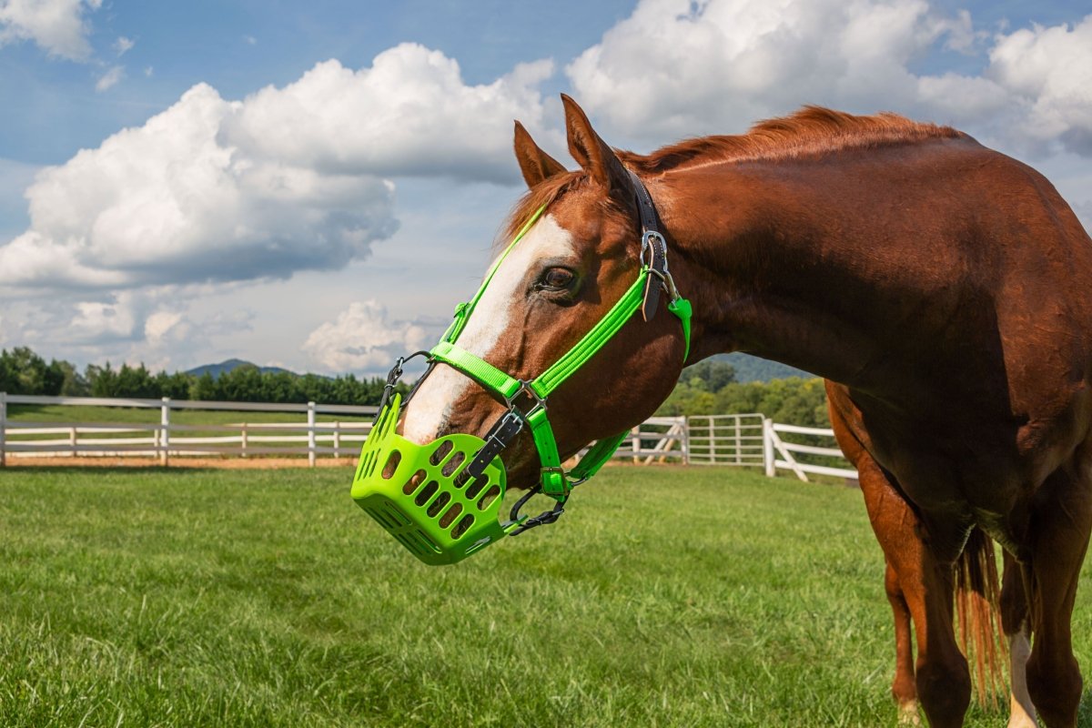 GreenGuard Grazing Muzzle - Equiluxe Tack