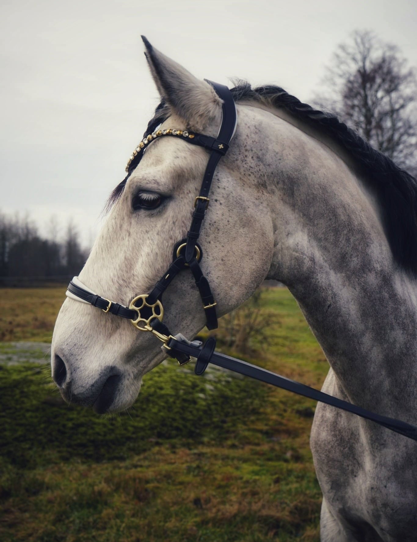 Masego Bella Starwheel Hackamore Bridle - Black & White - MASEGO horsewear - Equiluxe Tack