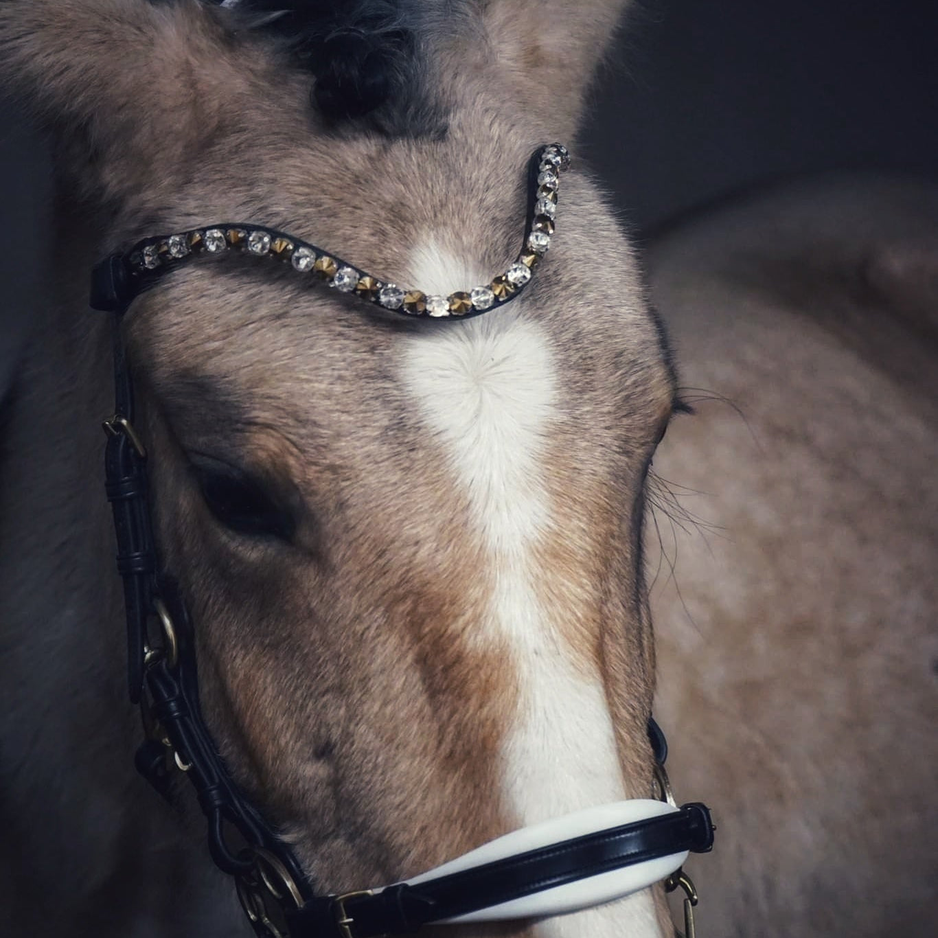 Masego Bella Starwheel Hackamore Bridle - Black & White - MASEGO horsewear - Equiluxe Tack