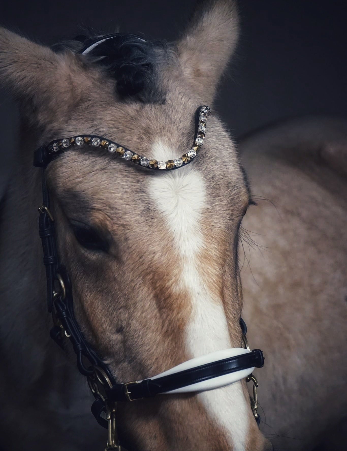 Masego Bella Starwheel Hackamore Bridle - Black & White - MASEGO horsewear - Equiluxe Tack