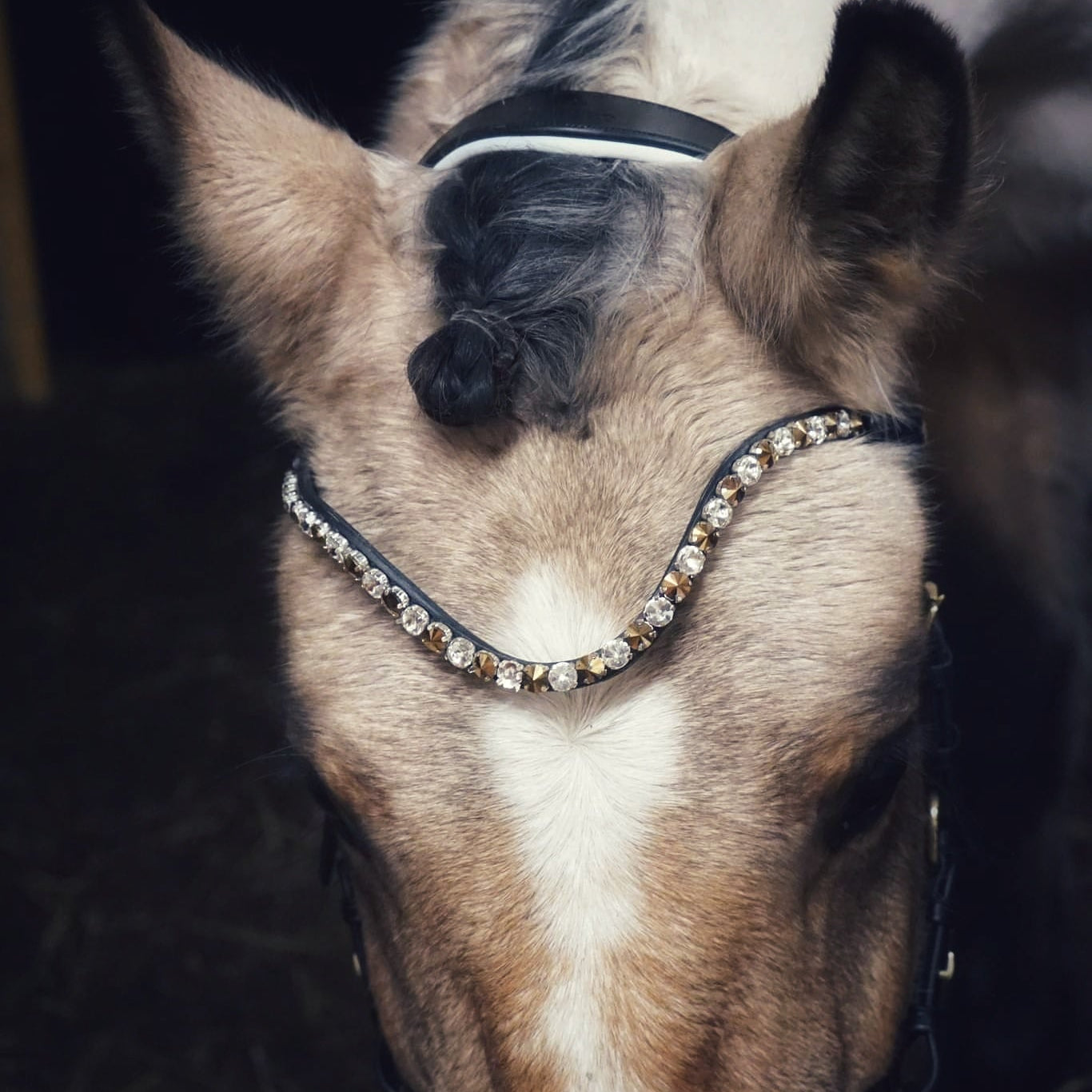Masego Bella Starwheel Hackamore Bridle - Black & White - MASEGO horsewear - Equiluxe Tack
