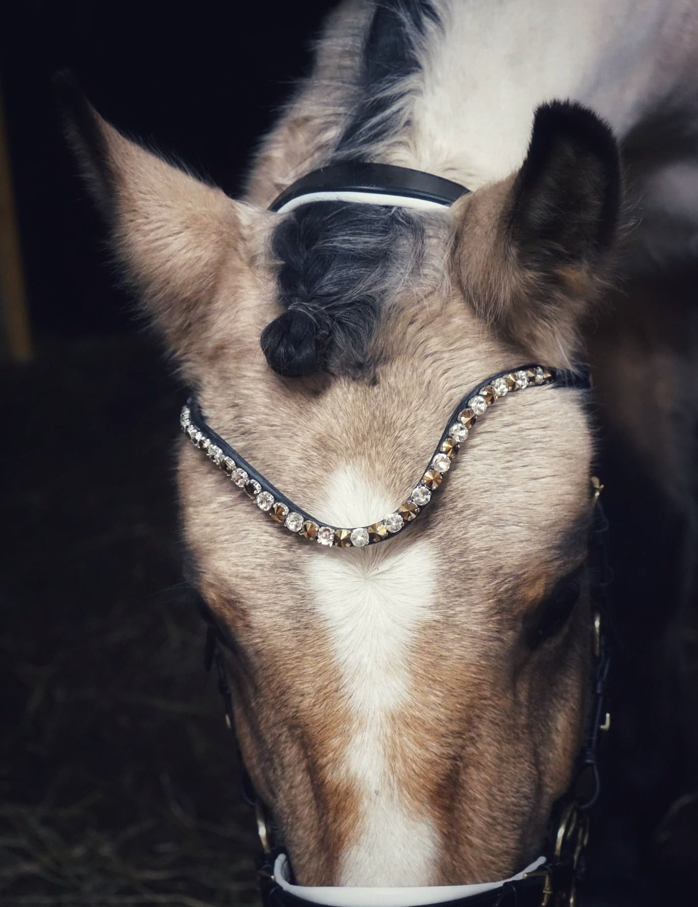Masego Bella Starwheel Hackamore Bridle - Black & White - MASEGO horsewear - Equiluxe Tack