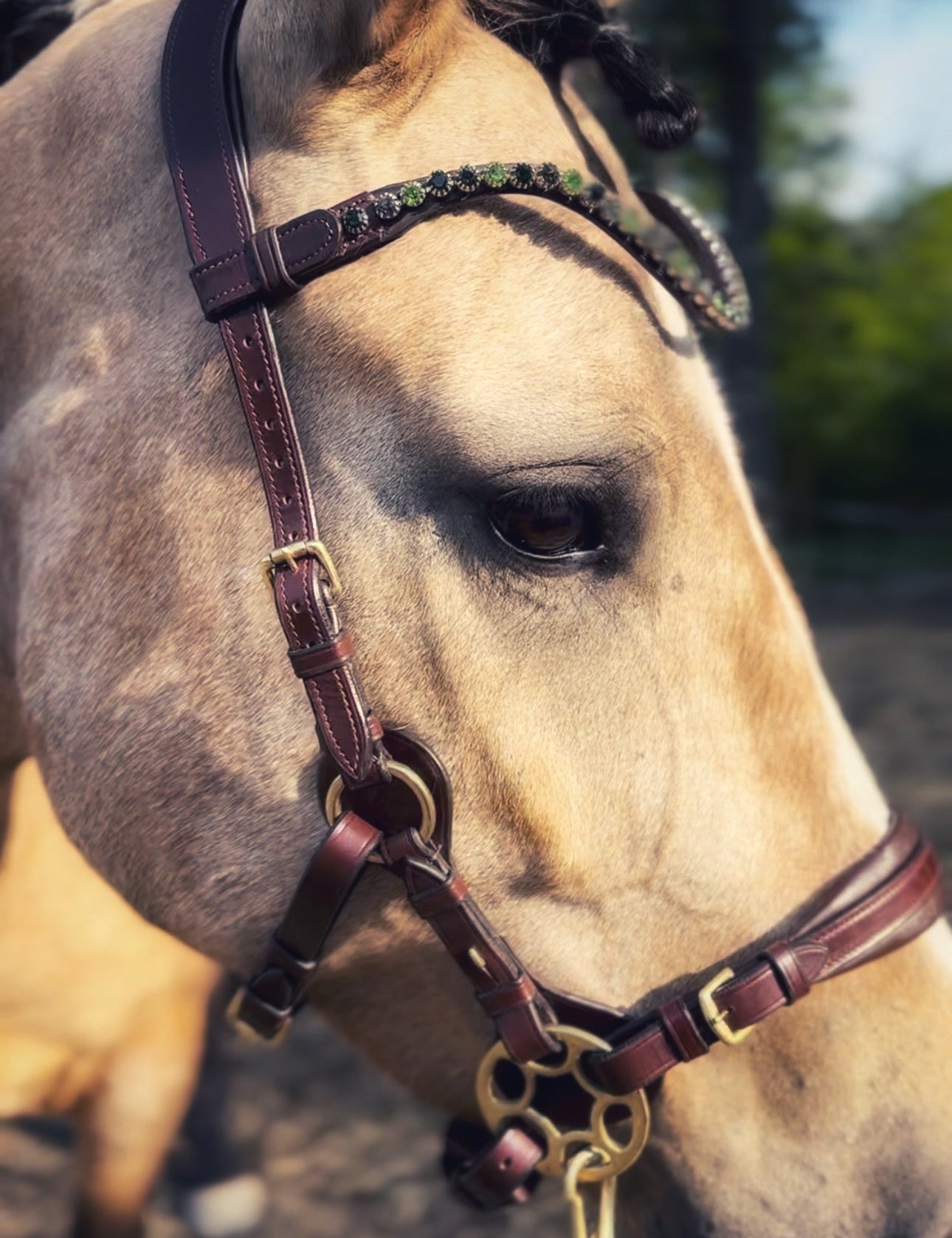 Masego Bella Starwheel Hackamore Bridle - Brown - MASEGO horsewear - Equiluxe Tack