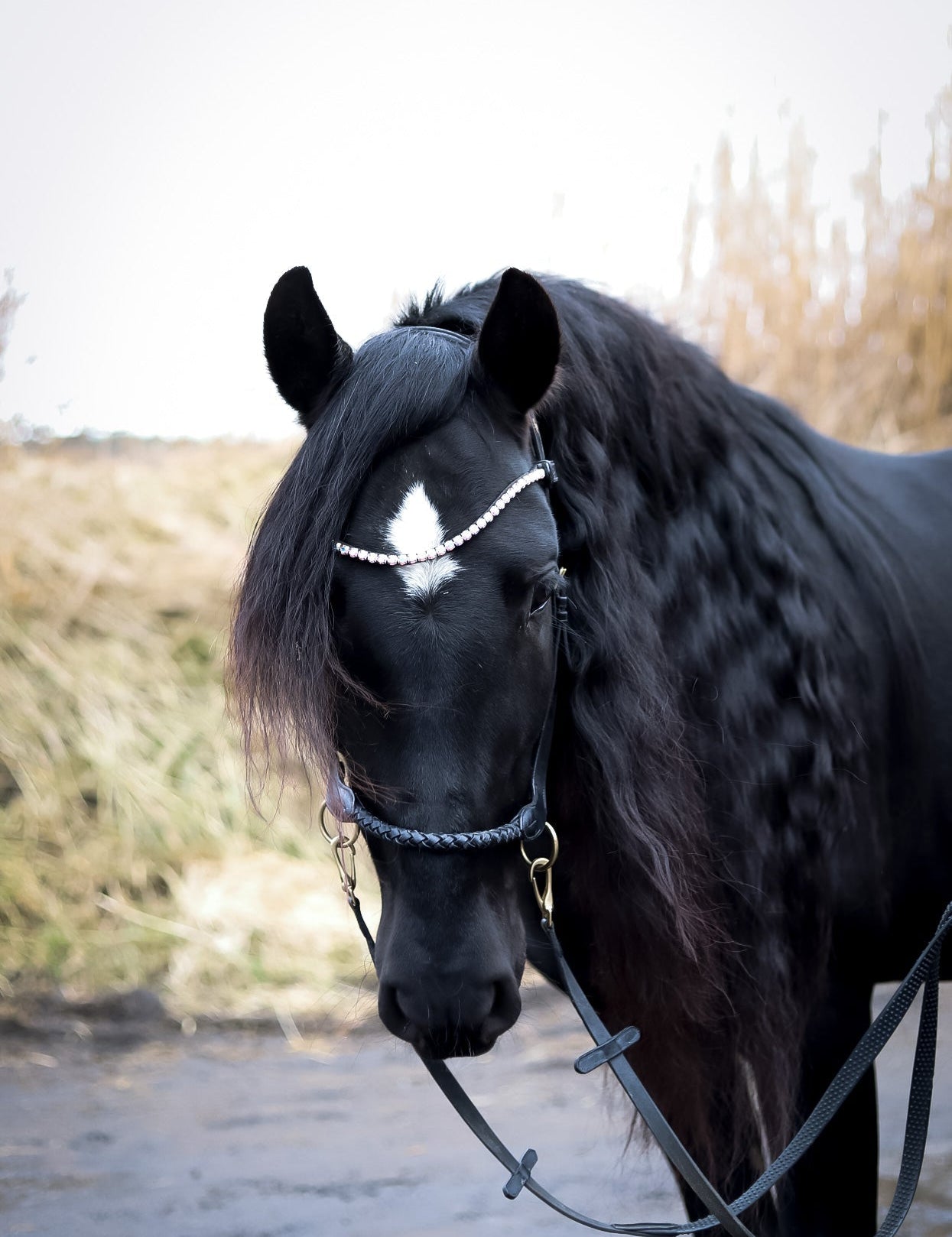 Masego Braided Sidepull Bitless Bridle - MASEGO horsewear - Equiluxe Tack