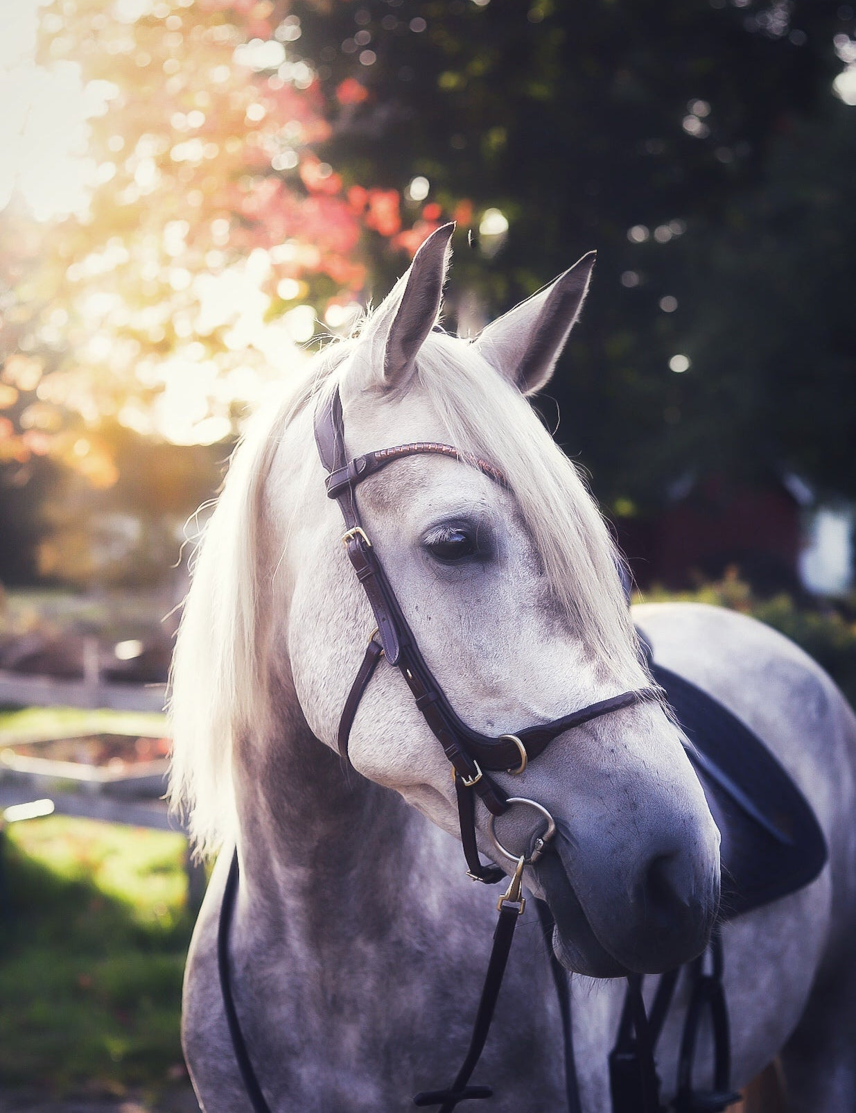Masego Grace Multi Bit or Bitless Bridle - Italian Leather - MASEGO horsewear - Equiluxe Tack