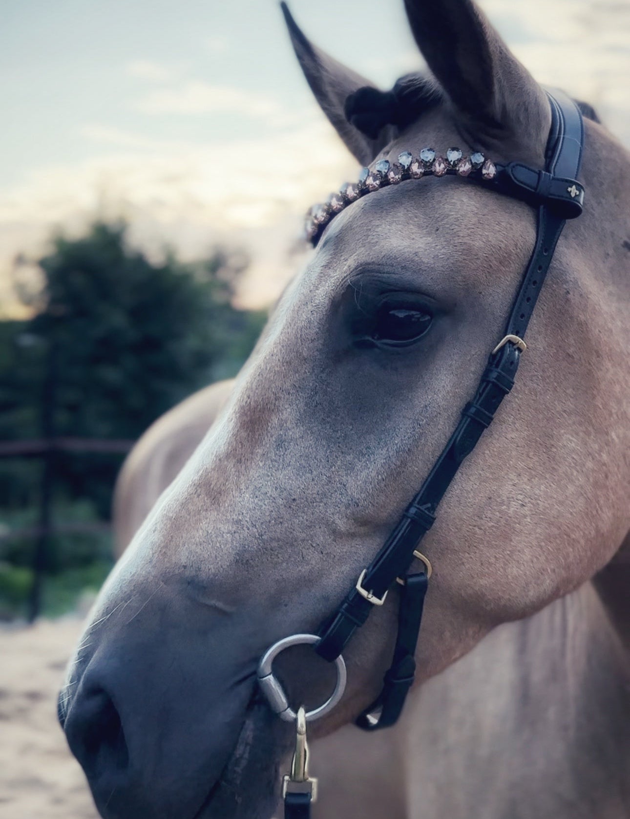 Masego Italian Leather 'Coco' Bridle (Without Noseband) - MASEGO horsewear - Equiluxe Tack