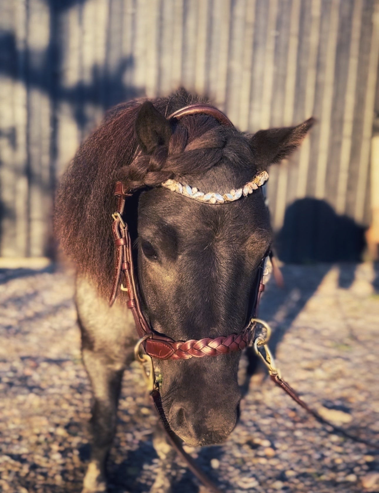 Masego Mini/Small Pony Odessa Bonita Multi Bridle - MASEGO horsewear - Equiluxe Tack
