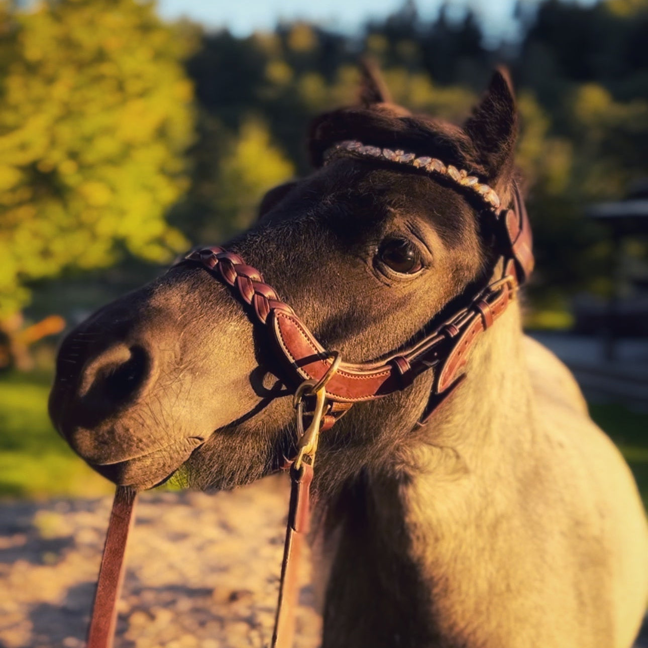 Masego Mini & Small Pony Odessa Bonita Multi Bridle - Equiluxe Tack