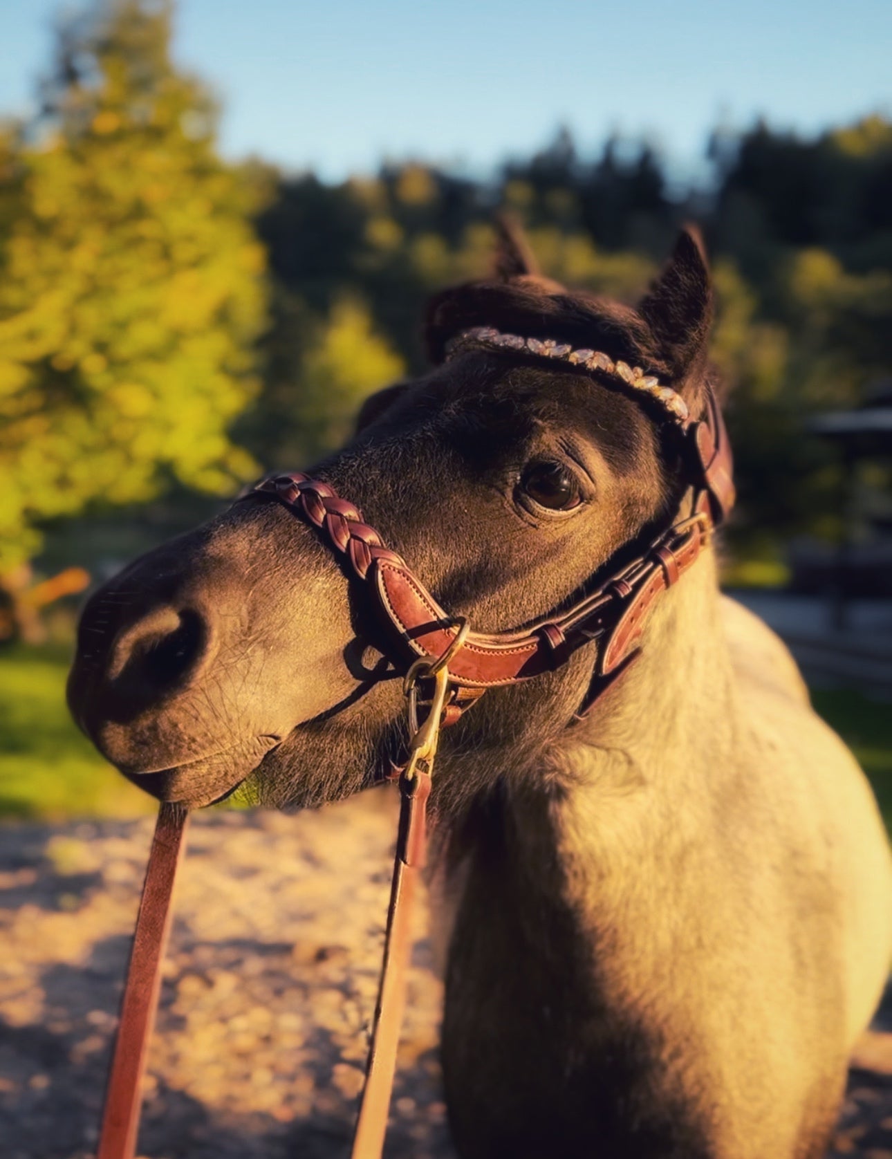 Masego Mini/Small Pony Odessa Bonita Multi Bridle - MASEGO horsewear - Equiluxe Tack
