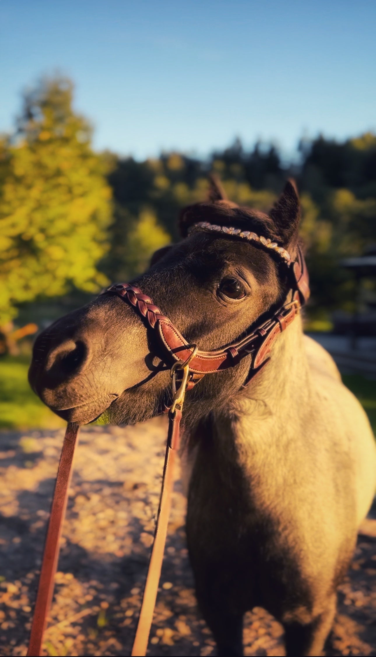 Masego Mini & Small Pony Odessa Bonita Multi Bridle - Equiluxe Tack