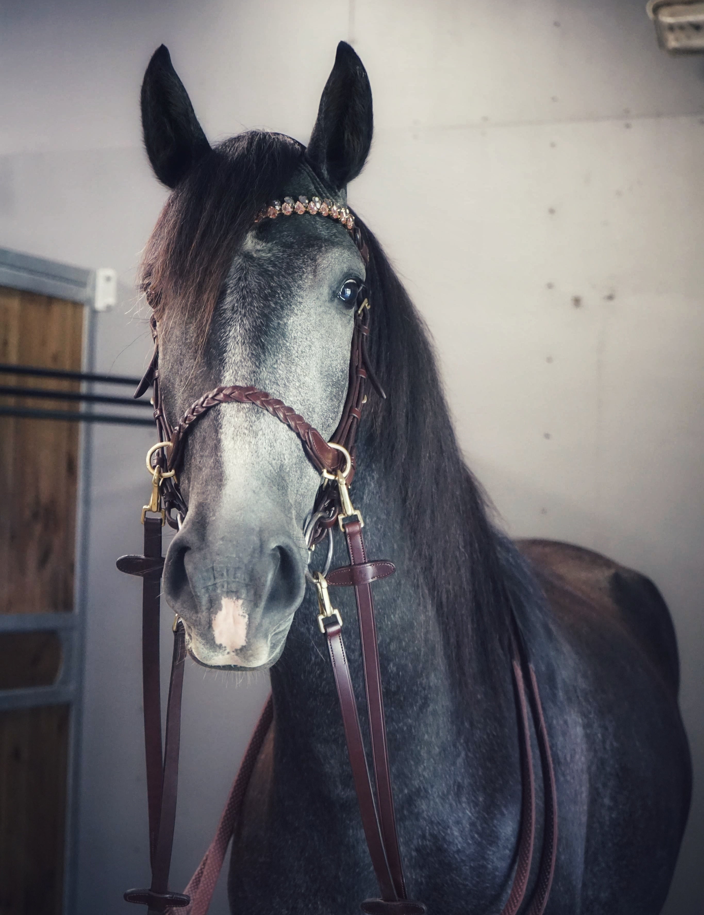 Masego Odessa Bonita Multi bridle - Leather Bit Straps - MASEGO horsewear - Equiluxe Tack