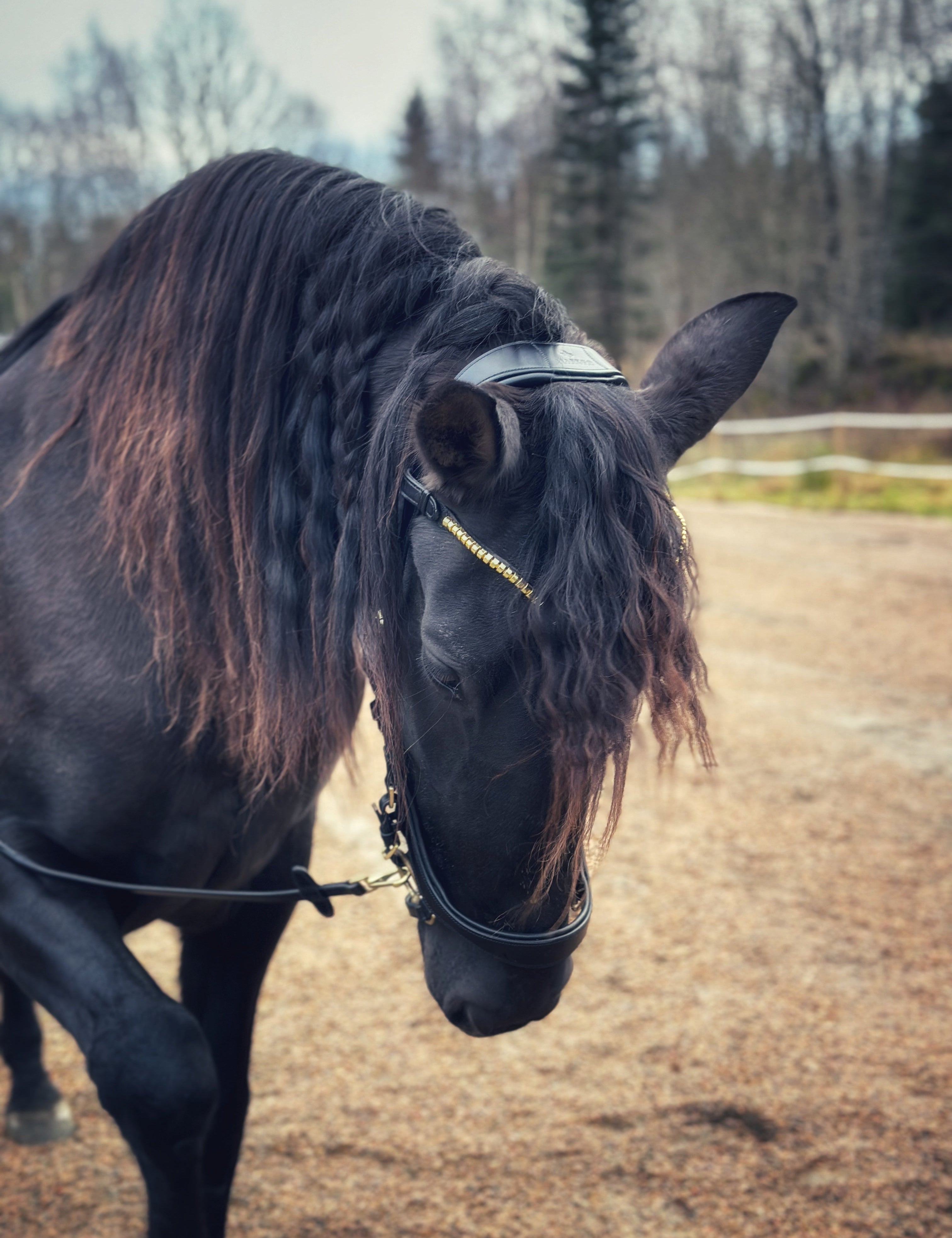 Masego Soñadora Italian Leather Multi Bridle - MASEGO horsewear - Equiluxe Tack