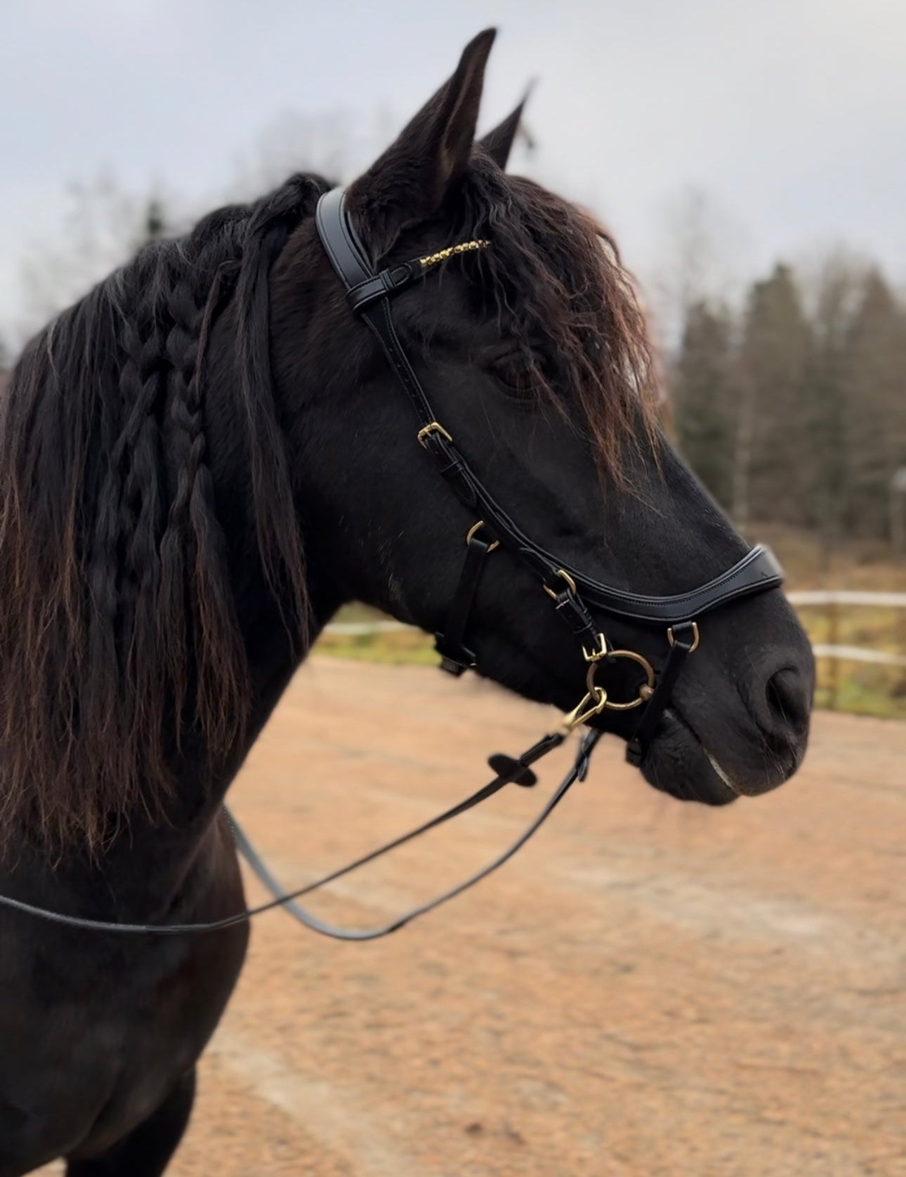 Masego Soñadora Italian Leather Multi Bridle - MASEGO horsewear - Equiluxe Tack