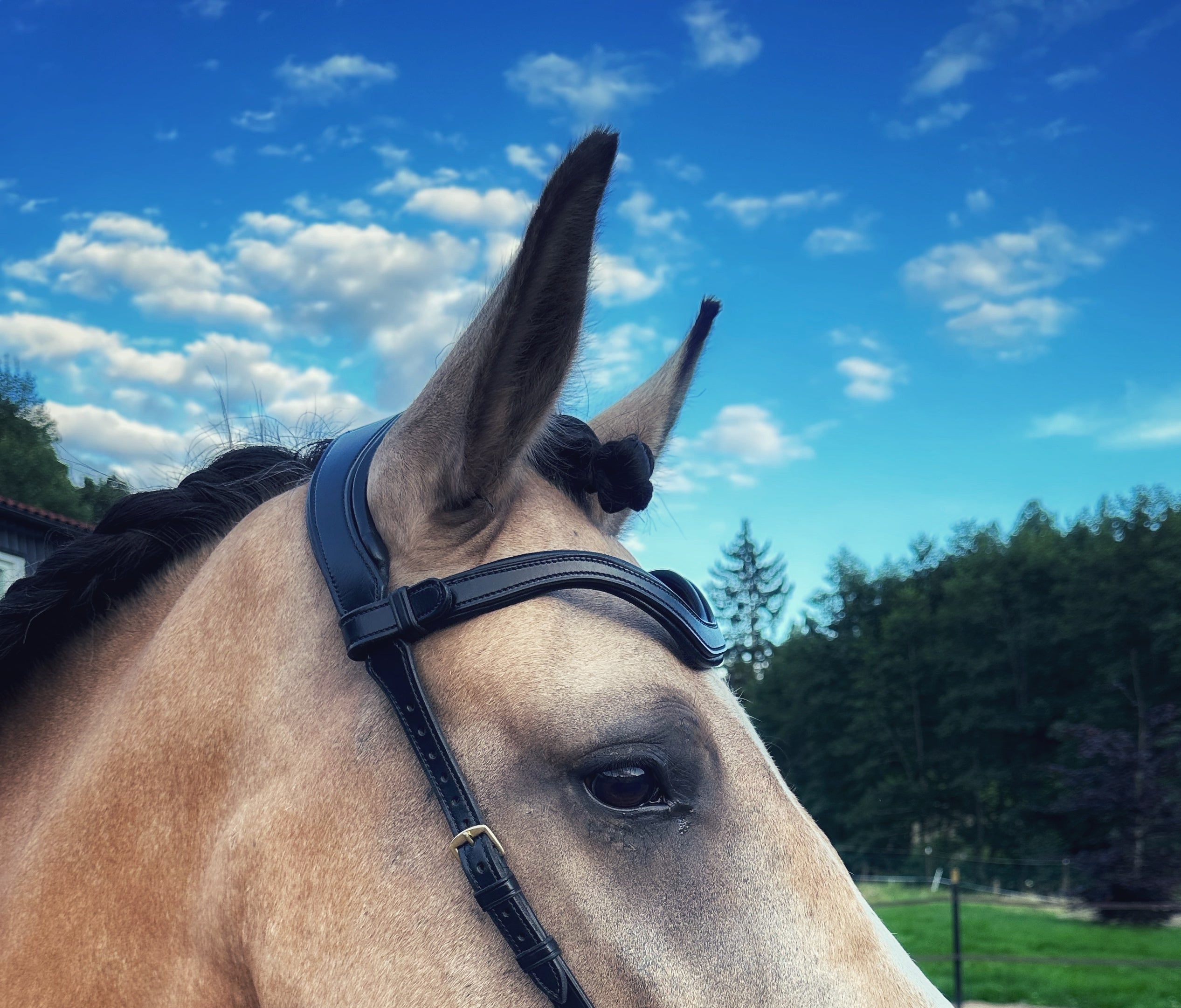 Masego Square Plain Italian Leather Browband - MASEGO horsewear - Equiluxe Tack
