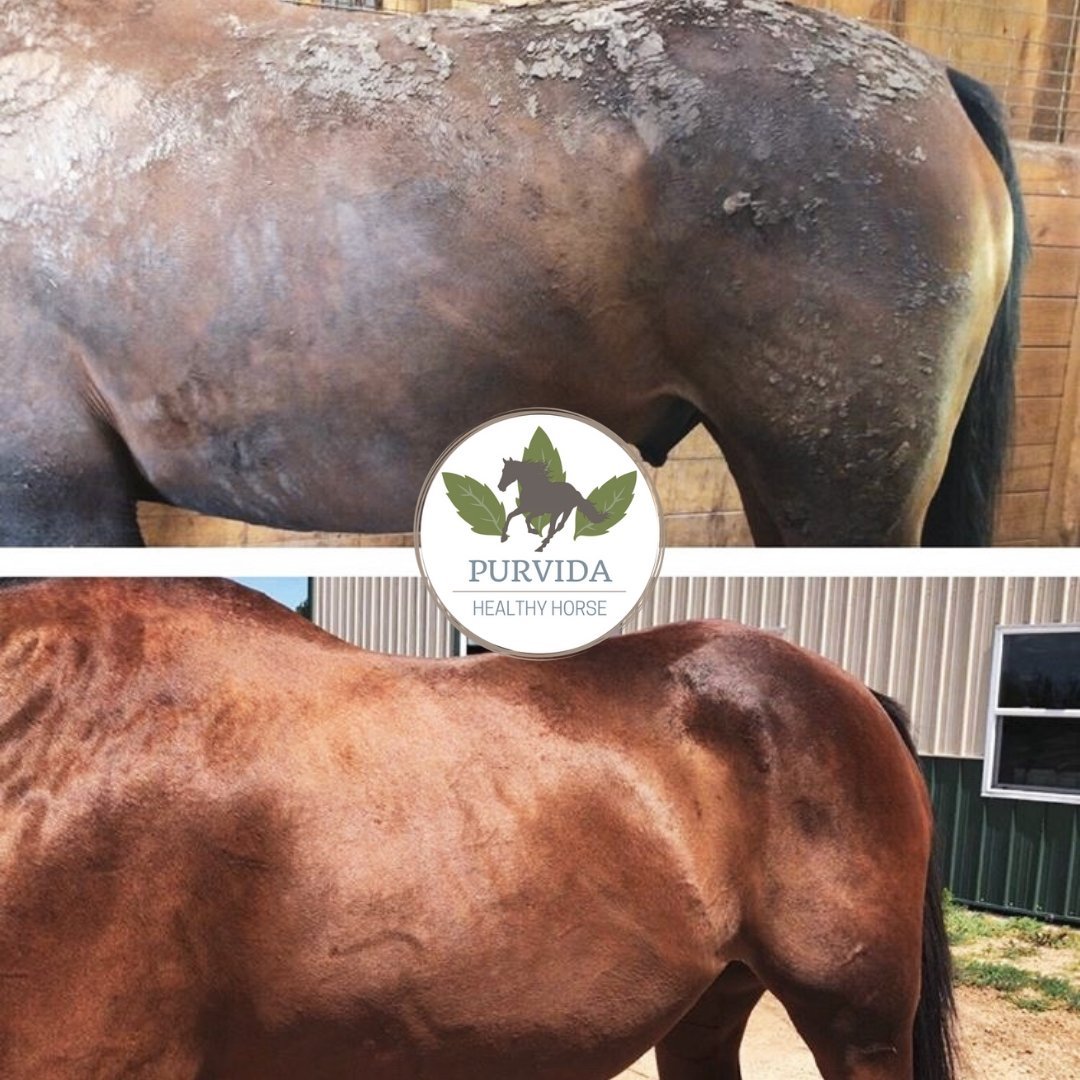 Original All - In - One Conditioning Spray - Purvida Healthy Horse - Equiluxe Tack