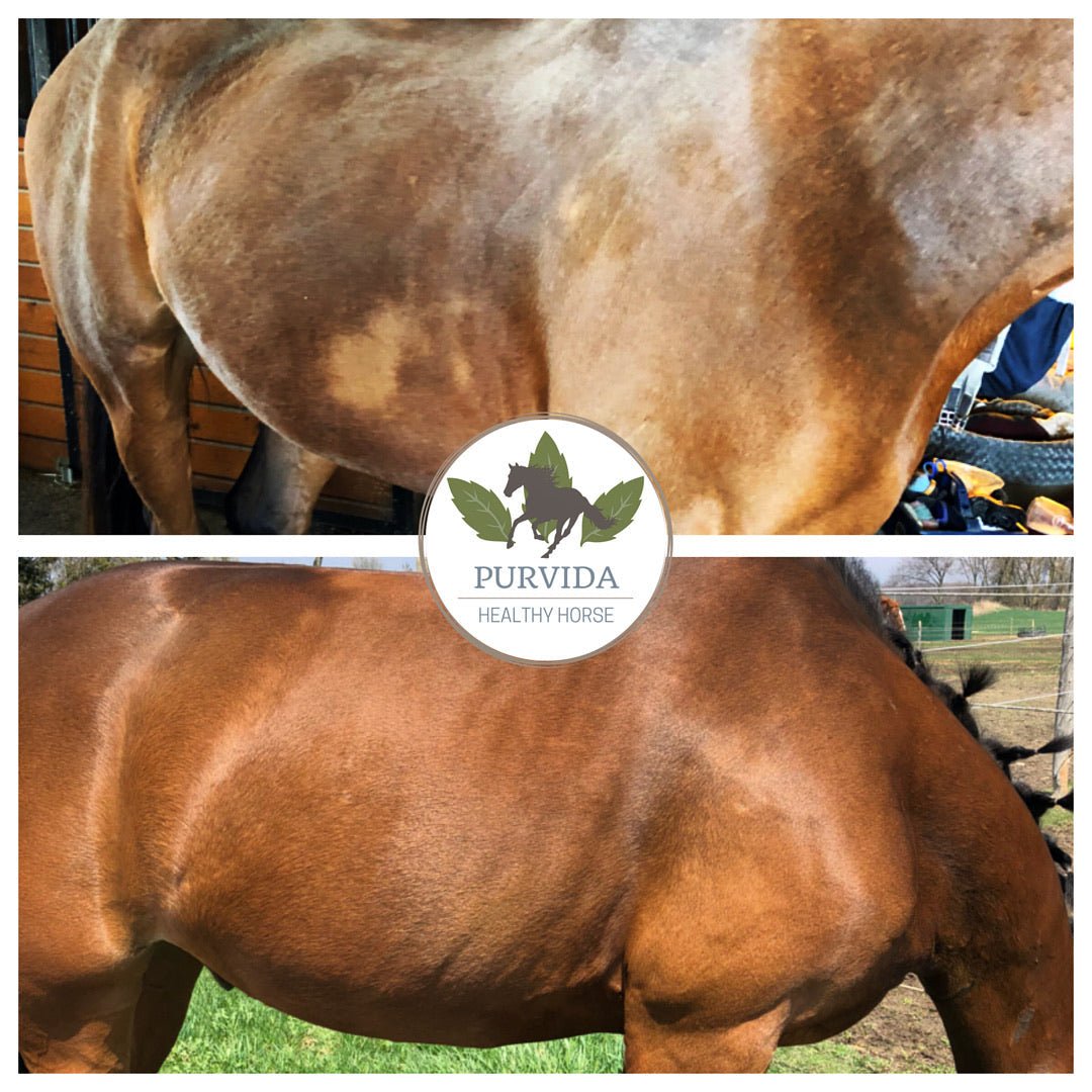 Original All - In - One Conditioning Spray - Purvida Healthy Horse - Equiluxe Tack