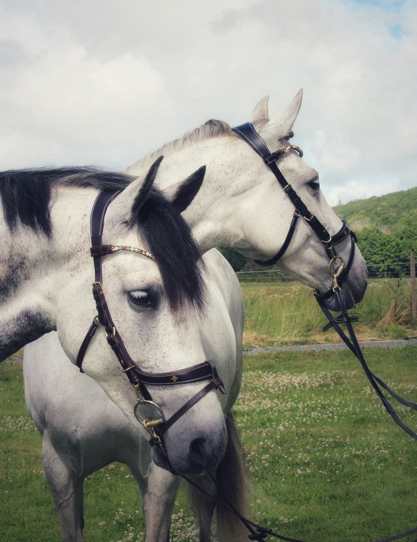 Masego Horsewear 'Qira' Italian Leather Multi - Bridle - MASEGO horsewear - Equiluxe Tack